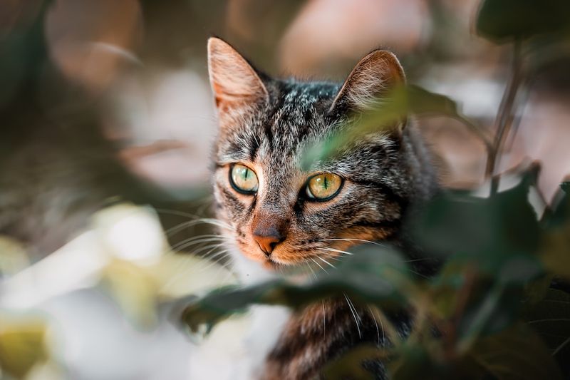 智慧砂盆「Pretty Litter」顏色：如何監測貓咪的健康狀況